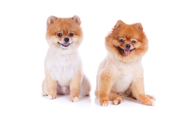 pomeranian dog brown short hair