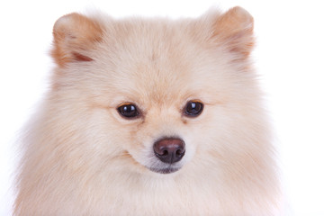 white pomeranian dog close up face