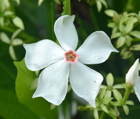 Tropical flower Katarantus, Hainan Island, China, May 2011