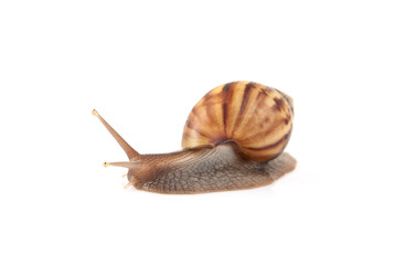 Garden snail isolated on white background.
