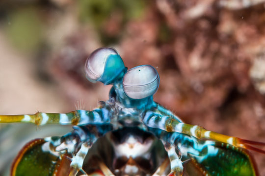 mantis shrimp macro