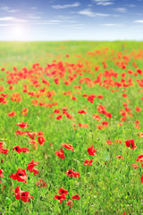 Beautiful poppy flowers in the field