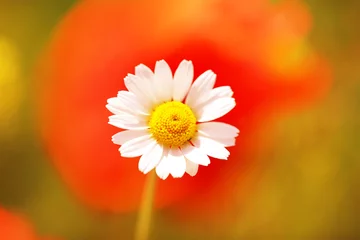 Crédence de cuisine en verre imprimé Marguerites Beautiful daisy flower, outdoors