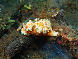 True sea slug, Island Bali, Tulamben