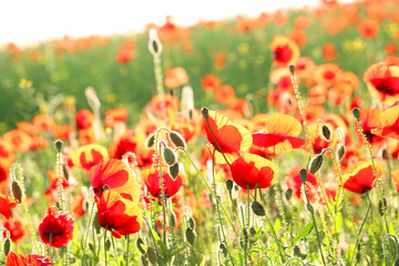 Meadow with beautiful bright red poppy flowers in spring