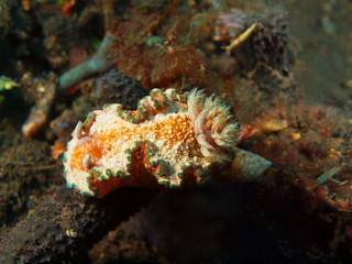 Naklejka premium True sea slug, Island Bali, Tulamben