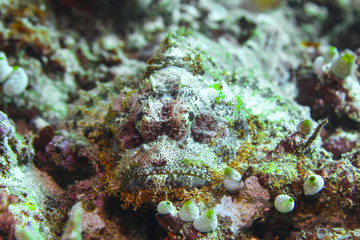 Obraz na płótnie Canvas stonefish
