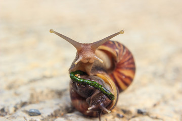snail