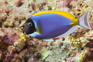 Naklejka na ściany i meble surgeonfish