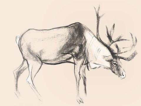 Drawing on paper of deer on pink background