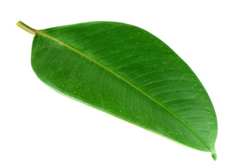 Fototapeta na wymiar Ficus or rubber plant, isolated on white