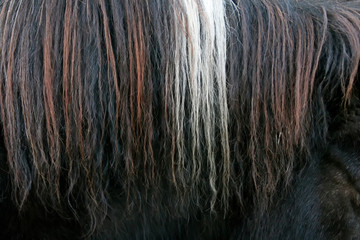 Close up of horsehair