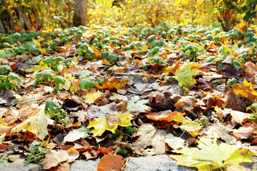 Beautiful autumn leaves and tree roots