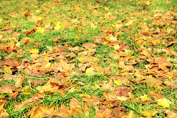 Beautiful autumn leaves and tree roots