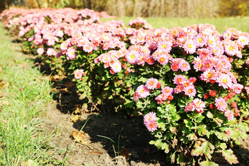 Obraz premium Beautiful flowers, outdoors