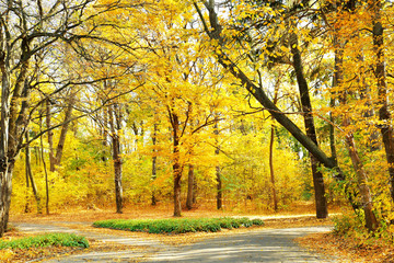 Beautiful autumn trees in park