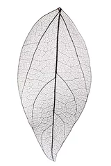 Peel and stick wall murals Decorative skeleton Decorative skeleton leaf isolated on white