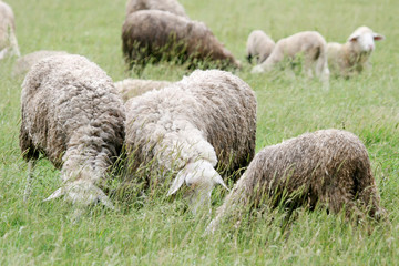 Fototapeta premium Close up of sheep flock on meadow