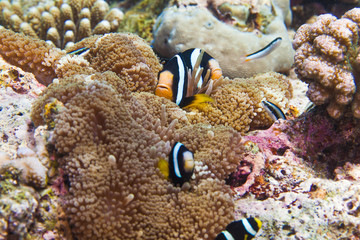 Fototapeta na wymiar clark's anemonefish