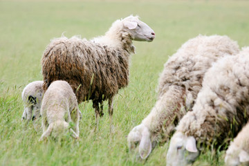 Obraz premium Close up of sheep flock