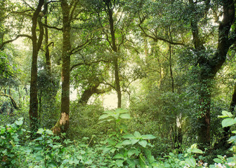 green jungle with tree rainforest