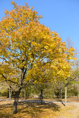 Fototapeta na wymiar Beautiful autumn park