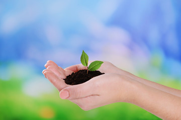 Plant in hands on light blue background