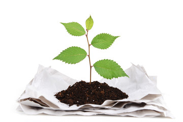 Plant growing from paper isolated on white