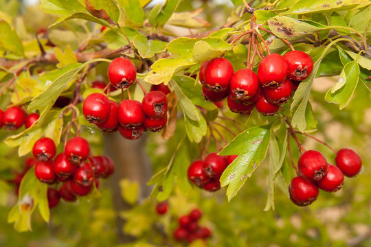 Majuelo con frutos. Crataegus monogyna.