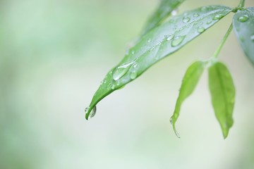 Water drop on Wrightia religiosa  leaf