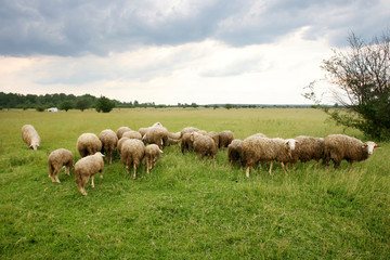 Flock of sheep