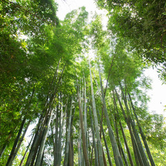 bamboo forest
