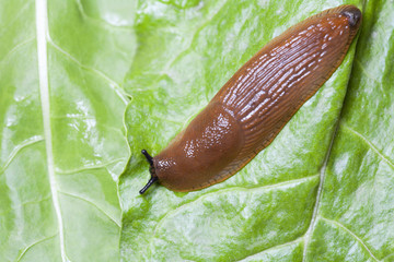 Slug on green leaves close up