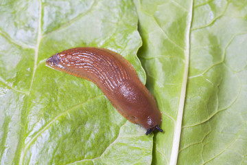 Birds eye view of slug on leaves