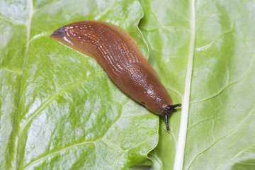 Birds eye view of slug