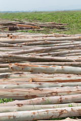 Eucalyptus tree, Pile of wood logs ready for industry