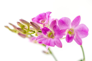 Fototapeta na wymiar Pink streaked orchid flower