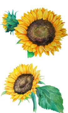 set of  isolated watercolor sunflowers in realistic style