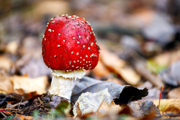 Fly amanita mushroom closeup.