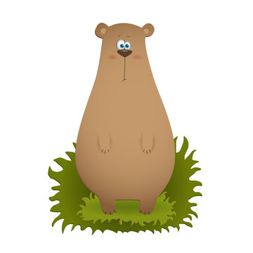 Brown bear