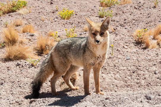 Chile's Andean fox, Atacama deser