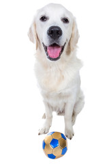 Playful golden retriever puppy with ball