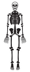 Skeleton