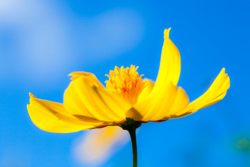 Beautiful flower in field and blue sky, macro