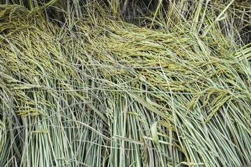 Cornfield Rice