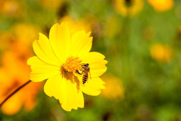 Bee insect on Beautiful flower in field. Macro