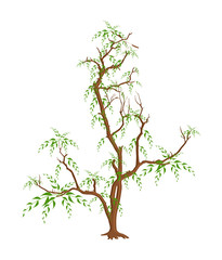 Leaves Branches Vector Design