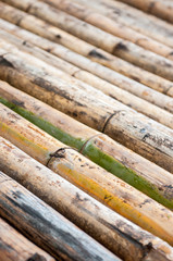 bamboo background closeup