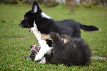 Border Collie Welpen