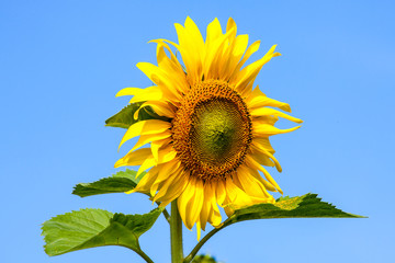 Sunflower in field and blue sky background